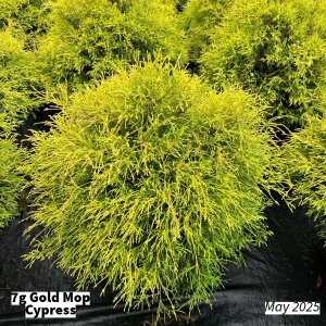 May 2025 7g Gold Mop Cypress Group for Website